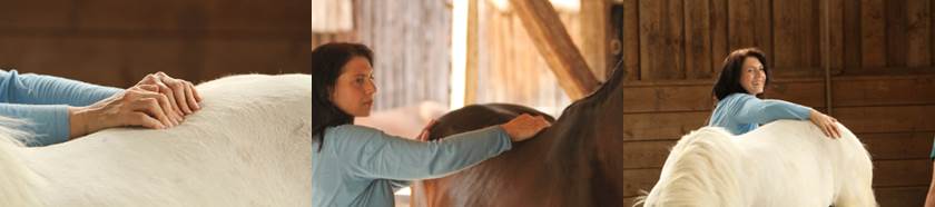  pferdeosteopathie, pferdechiropraktik behandlungsablauf