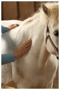manuelle therapie pferd, faszienbehandlung pferd